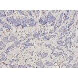 Anti-SCCPDH Antibody from Bioworld Technology (BS6798) - Antibodies.com