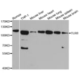 Anti-TLR8 Antibody from Bioworld Technology (BS6799) - Antibodies.com