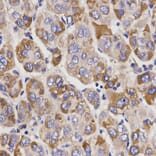 Anti-UGT1A9 Antibody from Bioworld Technology (BS6801) - Antibodies.com