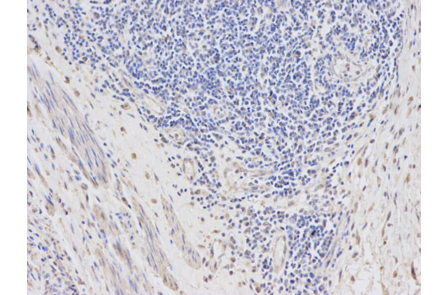 Anti-DTNBP1 Antibody from Bioworld Technology (BS6806) - Antibodies.com