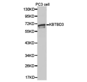 Anti-KBTBD3 Antibody from Bioworld Technology (BS6807) - Antibodies.com