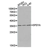 Anti-SPDYA Antibody from Bioworld Technology (BS6810) - Antibodies.com