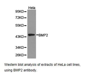Anti-BMP2 Antibody from Bioworld Technology (BS6815) - Antibodies.com