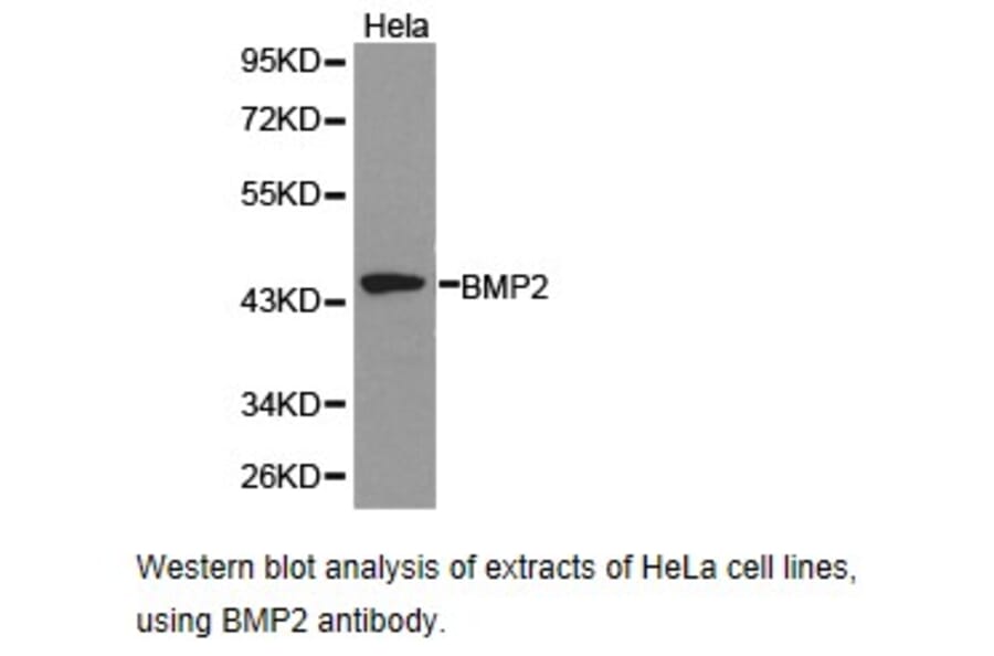 Anti-BMP2 Antibody from Bioworld Technology (BS6815) - Antibodies.com