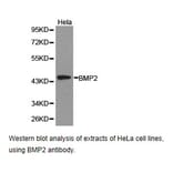 Anti-BMP2 Antibody from Bioworld Technology (BS6815) - Antibodies.com
