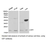 Anti-IGF-1 Antibody from Bioworld Technology (BS6817) - Antibodies.com