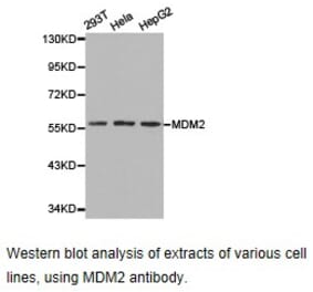 Anti-MDM2 Antibody from Bioworld Technology (BS6818) - Antibodies.com