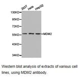 Anti-MDM2 Antibody from Bioworld Technology (BS6818) - Antibodies.com
