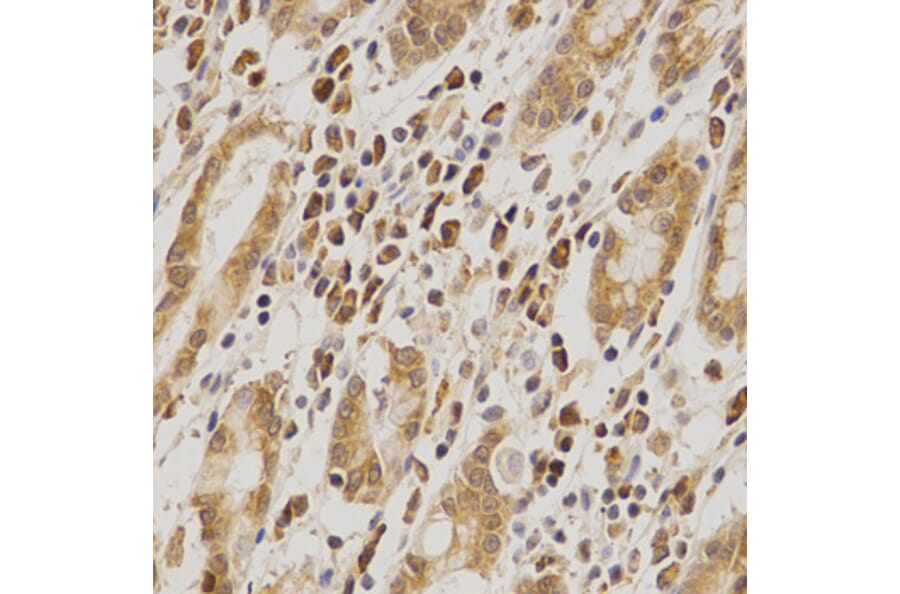 Anti-MDM2 Antibody from Bioworld Technology (BS6818) - Antibodies.com