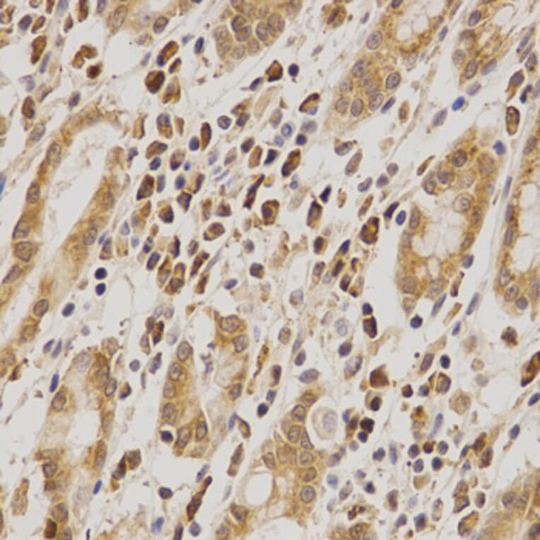 Anti-MDM2 Antibody from Bioworld Technology (BS6818) - Antibodies.com