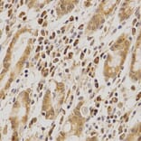 Anti-MDM2 Antibody from Bioworld Technology (BS6818) - Antibodies.com