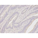 Anti-DDX58 Antibody from Bioworld Technology (BS6819) - Antibodies.com