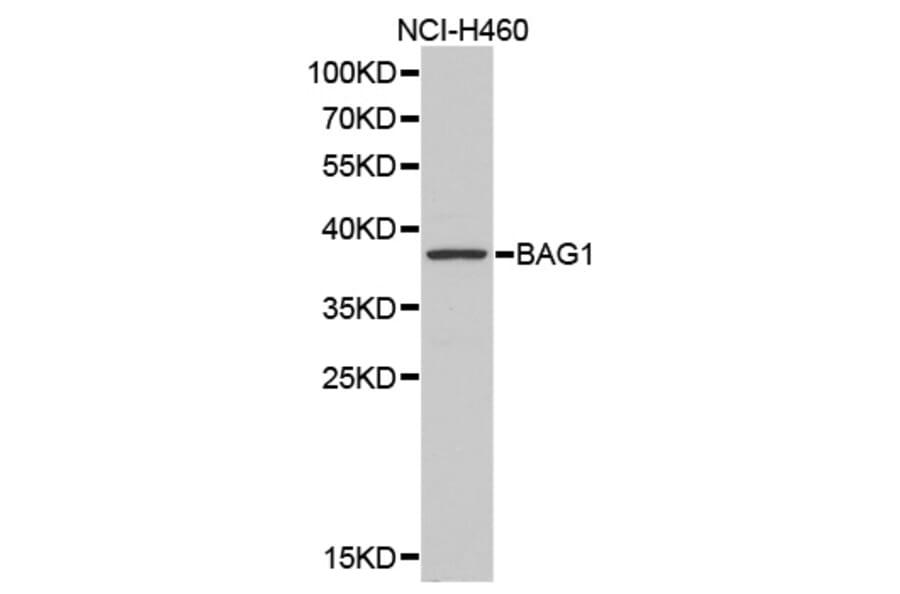 Anti-BAG1 Antibody from Bioworld Technology (BS6821) - Antibodies.com