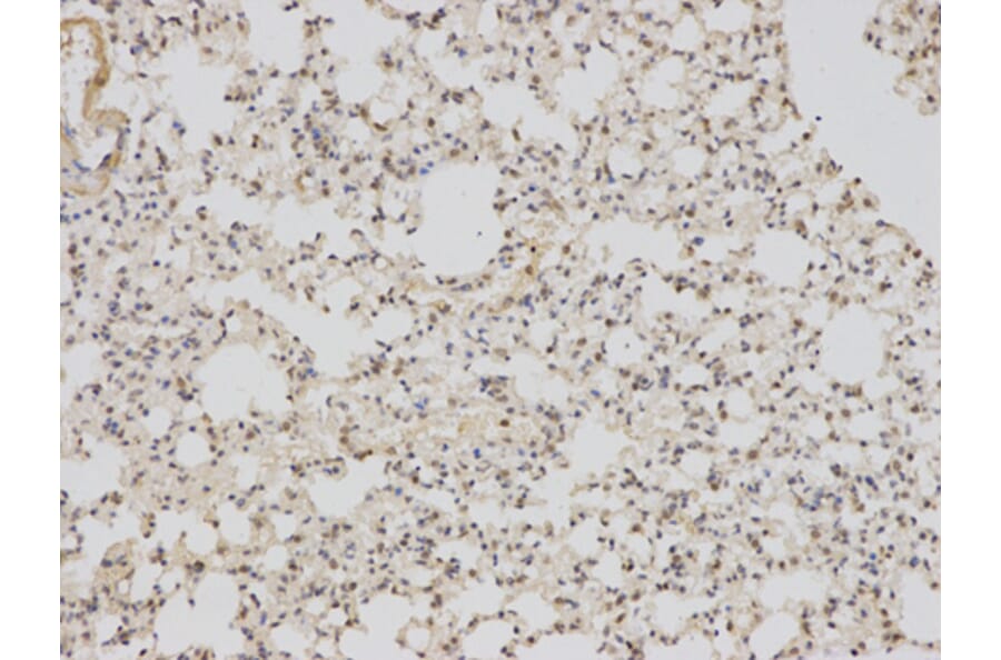 Anti-BAG1 Antibody from Bioworld Technology (BS6821) - Antibodies.com
