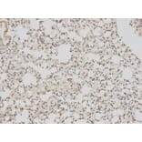 Anti-BAG1 Antibody from Bioworld Technology (BS6821) - Antibodies.com