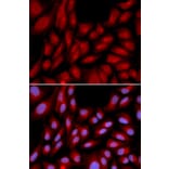 Anti-BAG1 Antibody from Bioworld Technology (BS6821) - Antibodies.com