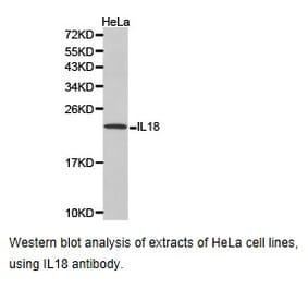 Anti-IL18 Antibody from Bioworld Technology (BS6823) - Antibodies.com