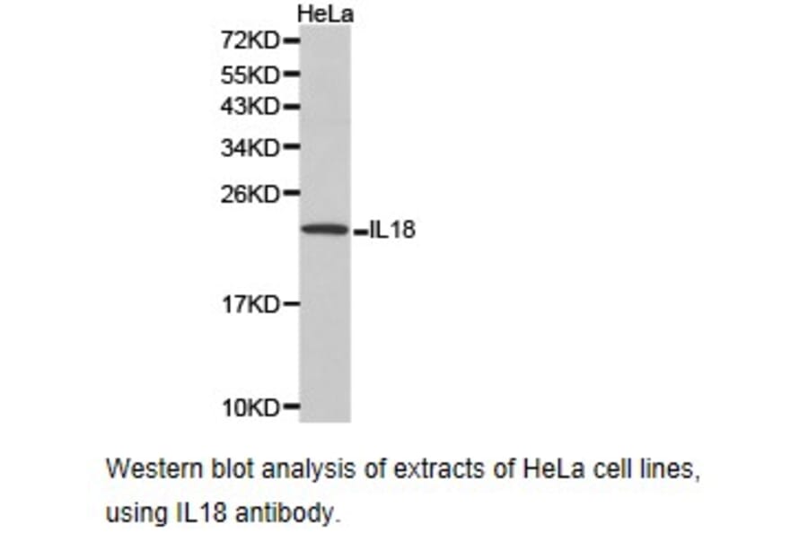 Anti-IL18 Antibody from Bioworld Technology (BS6823) - Antibodies.com