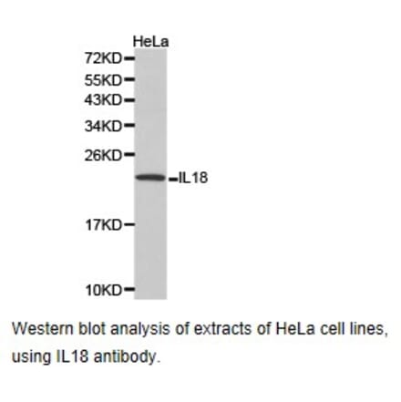 Anti-IL18 Antibody from Bioworld Technology (BS6823) - Antibodies.com