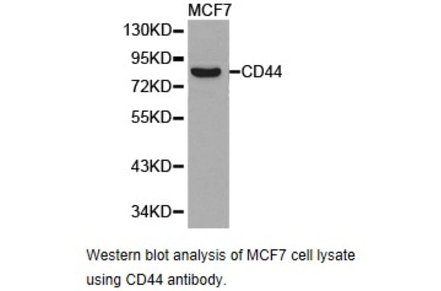 Anti-CD44 Antibody from Bioworld Technology (BS6825) - Antibodies.com