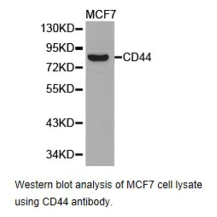 Anti-CD44 Antibody from Bioworld Technology (BS6825) - Antibodies.com