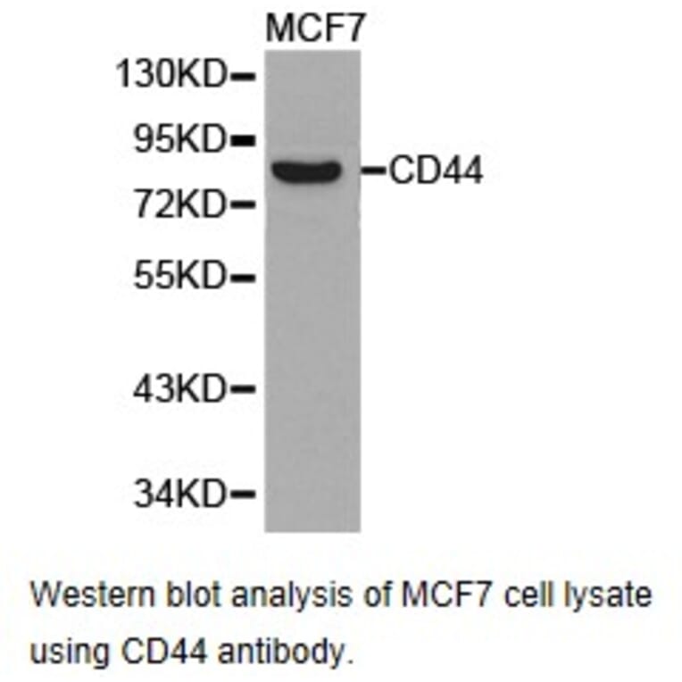 Anti-CD44 Antibody from Bioworld Technology (BS6825) - Antibodies.com