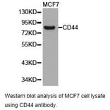 Anti-CD44 Antibody from Bioworld Technology (BS6825) - Antibodies.com