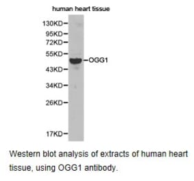 Anti-OGG1 Antibody from Bioworld Technology (BS6826) - Antibodies.com