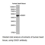 Anti-OGG1 Antibody from Bioworld Technology (BS6826) - Antibodies.com