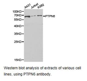 Anti-SHP-1 Antibody from Bioworld Technology (BS6827) - Antibodies.com