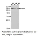 Anti-SHP-1 Antibody from Bioworld Technology (BS6827) - Antibodies.com