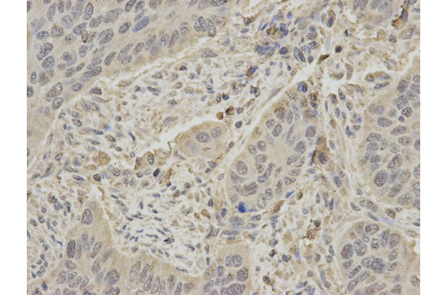 Anti-SHP-1 Antibody from Bioworld Technology (BS6827) - Antibodies.com