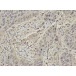 Anti-SHP-1 Antibody from Bioworld Technology (BS6827) - Antibodies.com