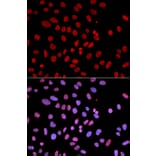 Anti-SHP-1 Antibody from Bioworld Technology (BS6827) - Antibodies.com