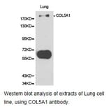 Anti-COL5A1 Antibody from Bioworld Technology (BS6830) - Antibodies.com