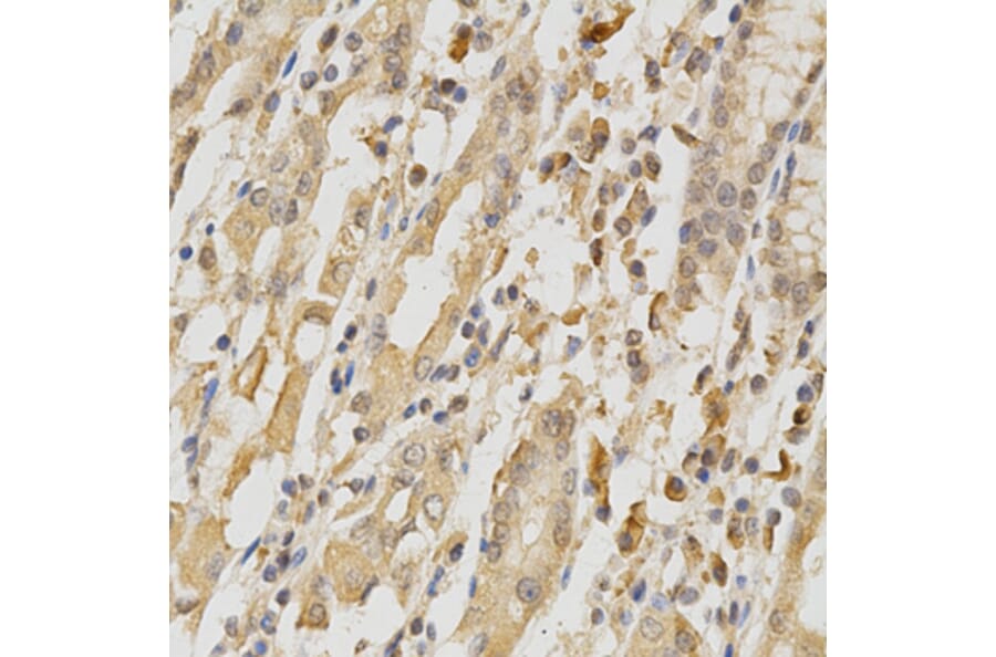 Anti-COL5A1 Antibody from Bioworld Technology (BS6830) - Antibodies.com