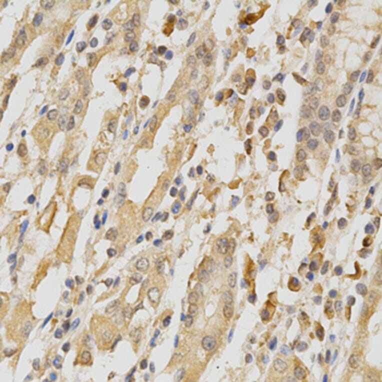 Anti-COL5A1 Antibody from Bioworld Technology (BS6830) - Antibodies.com