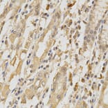 Anti-COL5A1 Antibody from Bioworld Technology (BS6830) - Antibodies.com