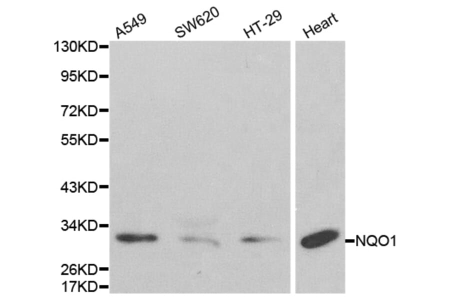 Anti-NQO1 Antibody from Bioworld Technology (BS6833) - Antibodies.com