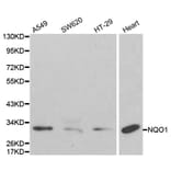 Anti-NQO1 Antibody from Bioworld Technology (BS6833) - Antibodies.com