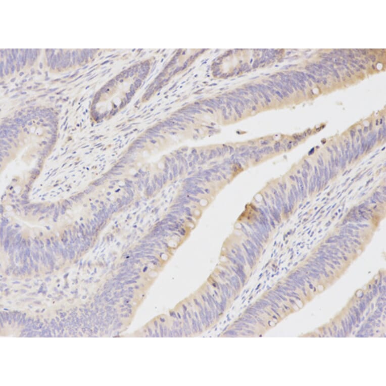 Anti-NQO1 Antibody from Bioworld Technology (BS6833) - Antibodies.com