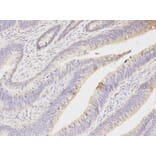 Anti-NQO1 Antibody from Bioworld Technology (BS6833) - Antibodies.com