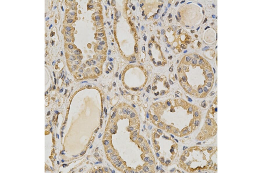 Anti-PRMT5 Antibody from Bioworld Technology (BS6835) - Antibodies.com