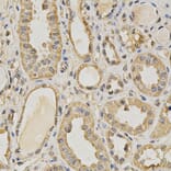 Anti-PRMT5 Antibody from Bioworld Technology (BS6835) - Antibodies.com