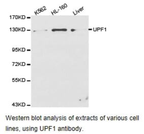 Anti-UPF1 Antibody from Bioworld Technology (BS6836) - Antibodies.com