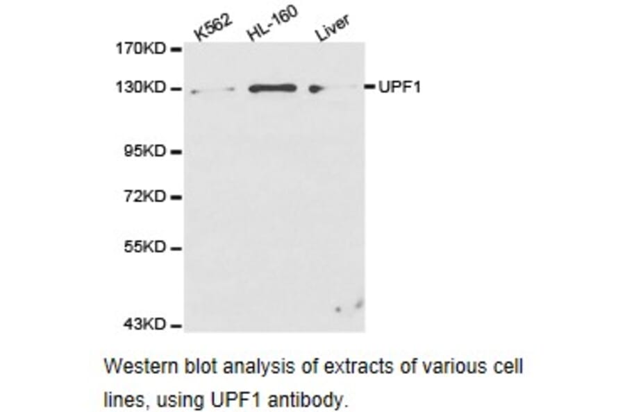 Anti-UPF1 Antibody from Bioworld Technology (BS6836) - Antibodies.com