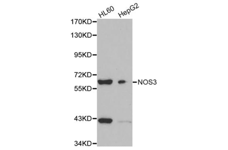 Anti-NOS3 Antibody from Bioworld Technology (BS6837) - Antibodies.com