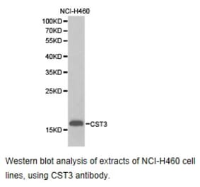 Anti-Cystatin C Antibody from Bioworld Technology (BS6842) - Antibodies.com
