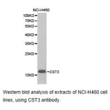 Anti-Cystatin C Antibody from Bioworld Technology (BS6842) - Antibodies.com