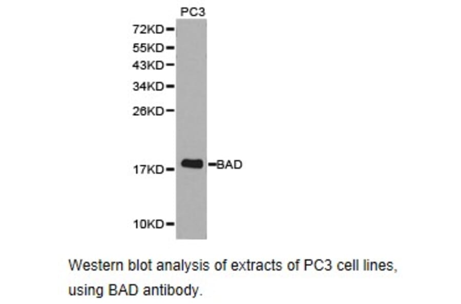 Anti-BAD Antibody from Bioworld Technology (BS6845) - Antibodies.com